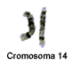 Cromosoma 14